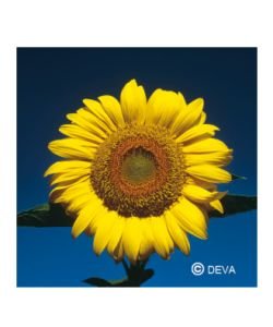 Sunflower Elixir BIO, 15 ml